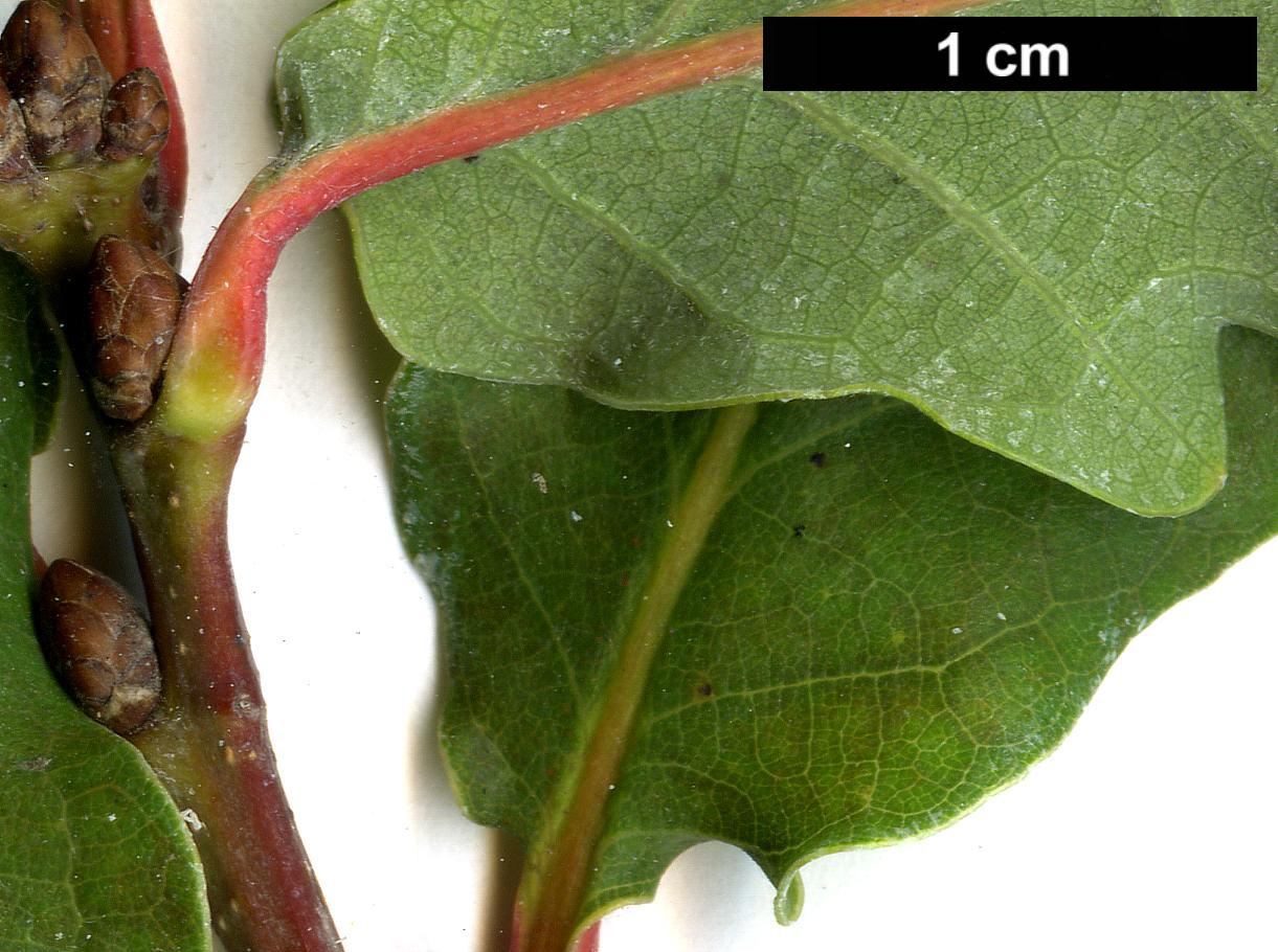 High resolution image: Family: Fagaceae - Genus: Quercus - Taxon: ×bimundorum - SpeciesSub: 'Crimschmidt' (Q.alba × Q.robur)